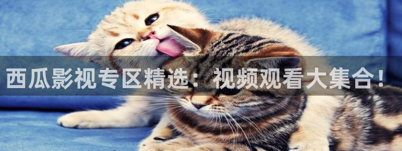 樱花视频大全免费观看电视剧