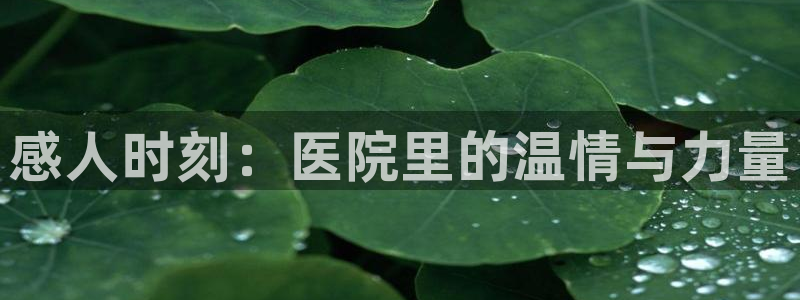 日本樱花视频观看